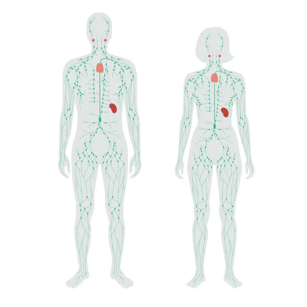 lymphatic system concept